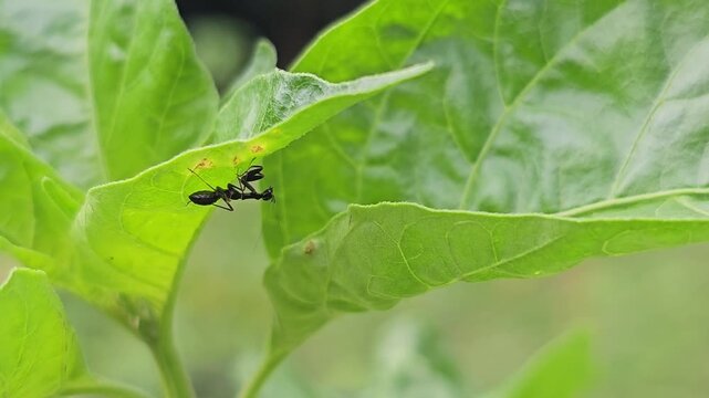 Macro shot of an Asian ant mantis nymph (Odontomantis planiceps) hanging upside down under a green leaf, showcasing its ant-mimicking body and folded raptorial forelegs.
