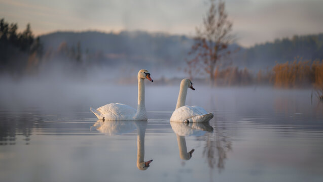 Swan on misty lake with soft morning light shot at 200mm f5.6 ISO 200 serene wildlife scene