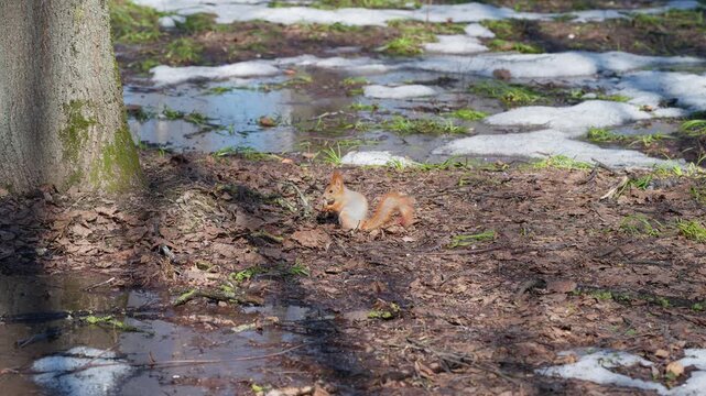 Quiet woodland creature rummaging through leaves. Small agile rodent foraging among wet leaves and snow. Rusty red squirrel explores damp leaf litter beneath quiet trees
