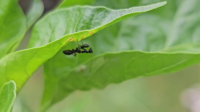 Macro shot of an Asian ant mantis nymph (Odontomantis planiceps) hanging upside down under a green leaf, showcasing its ant-mimicking body and folded raptorial forelegs.