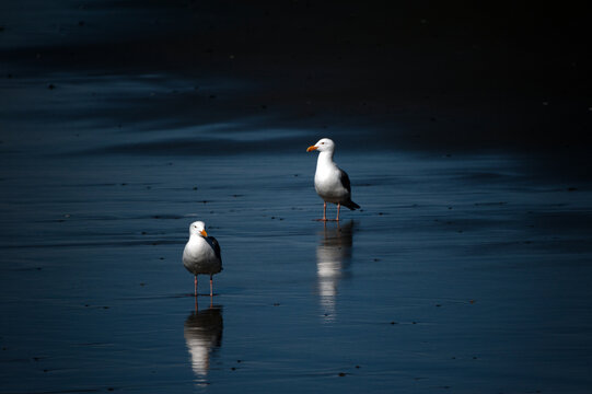 Pair of seagulls against dark blue berm