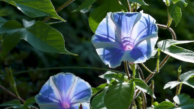 青に白い模様が入ったアサガオの背後から光があたり透けている動画