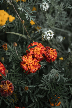 Flowers and landscaping in urban cities