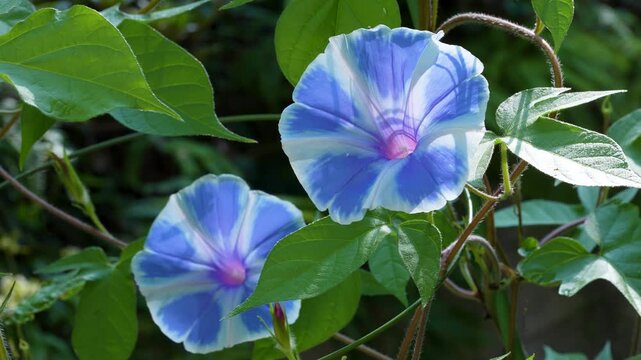 青に白い模様が入ったアサガオの背後から光があたり透けている動画