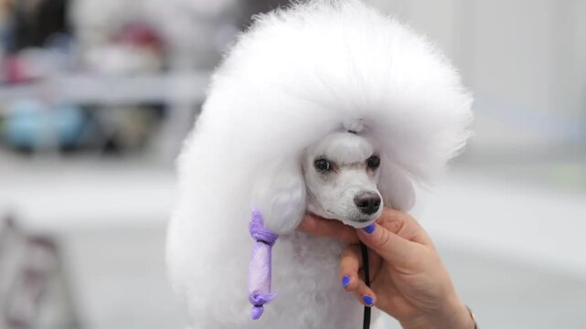 Small white poodle with fluffy haircut. Hand gently holds the dog's chin. Pet looks calm and stylish. Background blurred, focusing on the dog's unique style. Light and airy atmosphere