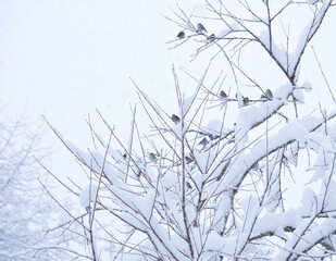 Obraz premium Flock of pine siskin birds sitting in a bush in the snow.