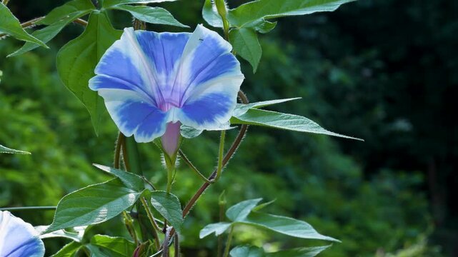 青に白い模様が入ったアサガオの動画