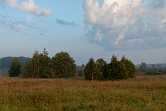 Russian village landscape with birches in a field on a foggy summer morning, Pushkinskiye Gory, Pskov region, Russia