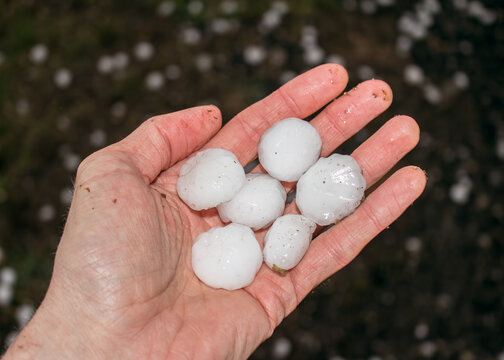 A person's hand holding several hailstones dropped by a storm. They exceed one inch in diameter, or roughly the size of quarters and half dollars.