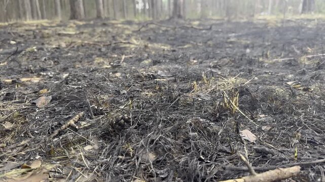Burnt forest floor with pine cones and ash, consequences of a forest fire, environmental damage