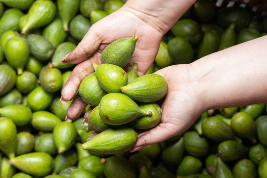 Hands With A Group Of Green Figs (Ficus Carica)