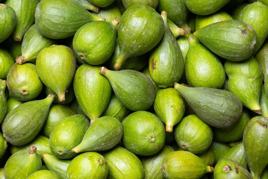Group of Green Brevas (Ficus carica); Figs with nutritional properties that are truly beneficial to human health