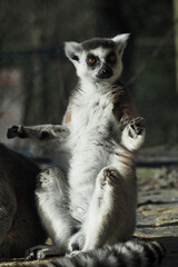 Fototapeta premium Lemur sitting and looking around in a natural setting
