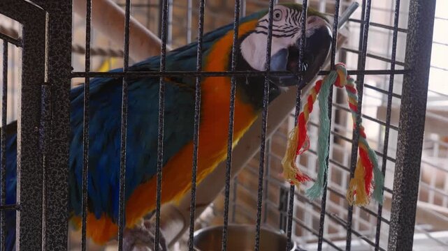 A large blue and yellow macaw parrot is inside a metal cage. The bird eats from a bowl, plays with a colorful rope toy, and climbs on the cage bars. Close up shot of the exotic pet bird