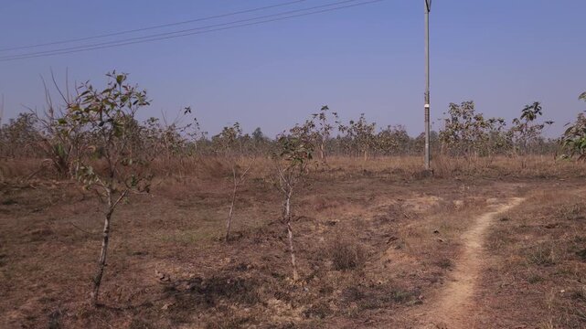 Dry rural landscape with small trees and sparse vegetation, arid countryside terrain under clear sky, natural environment showing drought conditions, climate change impact and ecological scene India