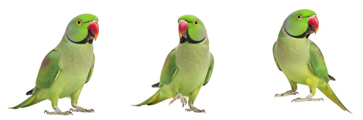 Indian Ringneck Parrot Psittacula krameri standing alert, perruche à collier, Halsbandsittich, rose-ringed parakeet, green long-tailed parrot, exotic pet bird, alert bird posture.