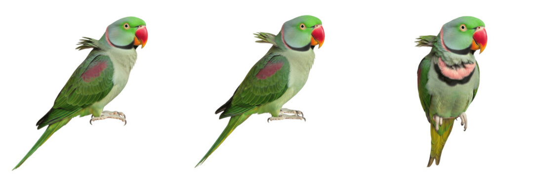 Alexandrine Parrot Psittacula eupatria with prominent neck ring, grande perruche &agrave; collier, Gro&szlig;er Alexandersittich, large parakeet, Asian parrot, exotic bird pet, noble parrot species.