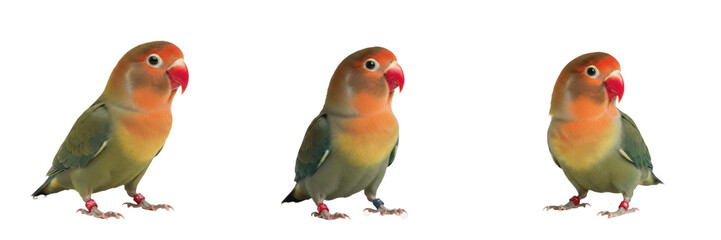 Peach-faced Lovebird Agapornis roseicollis relaxed posture, inséparable, Rosenköpfchen, African parrot, small pet bird standing, relaxed avian photography, colorful lovebird stance. © Greate