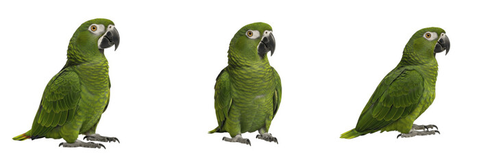 Amazon Parrot Amazona upright with slight wing tuck, perroquet amazone, Blaustirnamazone, green parrot posture, South American bird standing, exotic pet bird, avian stance. © Greate