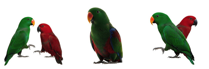 Eclectus Parrot Eclectus roratus standing defined silhouette, grand éclectus, Edelpapagei, green male eclectus, tropical parrot, side view bird posture, vibrant avian. © Greate