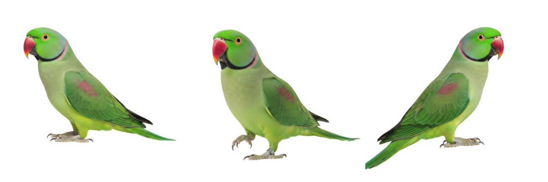 Indian Ringneck Parrot Psittacula krameri neck ring visible, perruche &agrave; collier, Halsbandsittich, rose-ringed parakeet, green parrot standing, exotic pet bird photography.