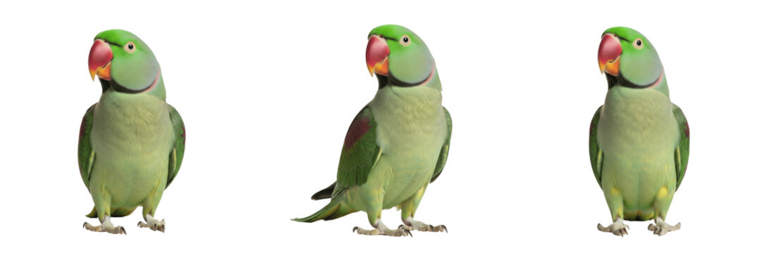 Alexandrine Parrot Psittacula eupatria standing tall alert stance, grande perruche, Alexandersittich, large parakeet posture, Asian parrot, exotic bird pet photography.