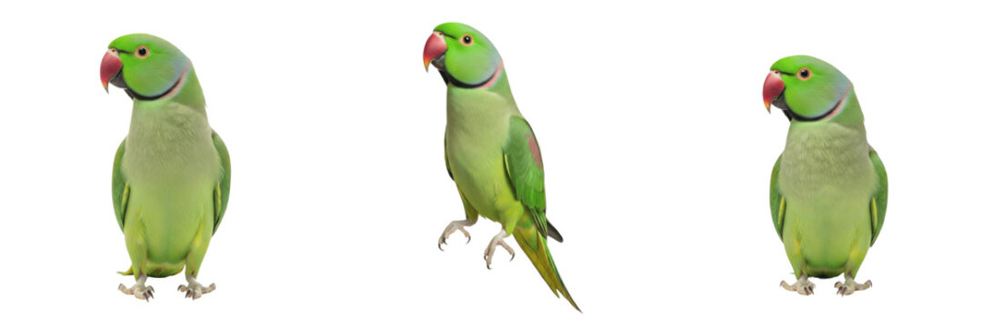 Indian Ringneck Parrot Psittacula krameri upright neck posture, perruche, Halsbandsittich, green parakeet standing, rose-ringed parrot, exotic pet bird, avian.