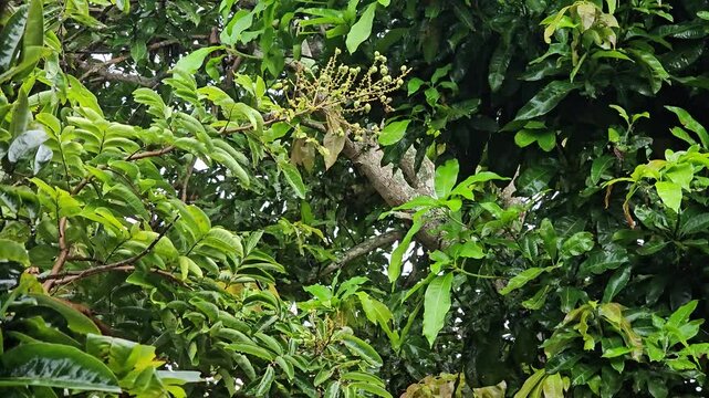 young, green longan fruits and leaves covered in glistening raindrops. The branches of the Dimocarpus longan tree sway gently in the breeze after a fresh rain.