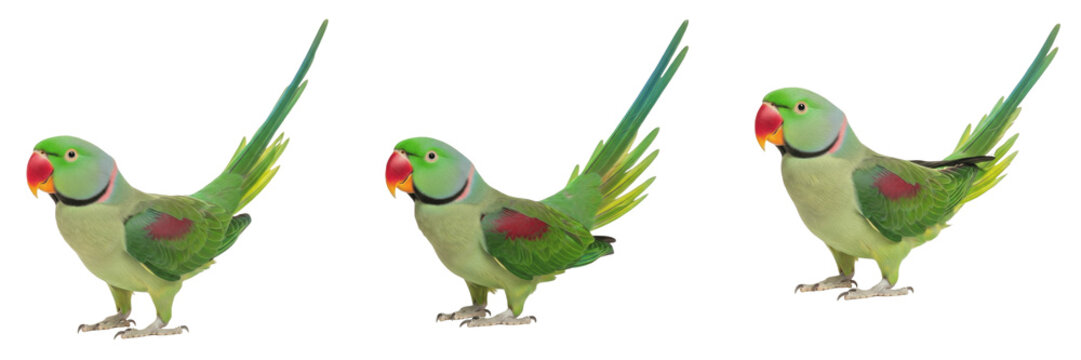 Alexandrine Parrot Psittacula eupatria extended tail alignment, grande perruche, Alexandersittich, large parakeet standing, Asian parrot, exotic bird pet photography.