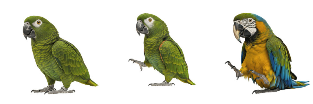 Lovebird Agapornis roseicollis standing with relaxed wing position, ins&eacute;parable, Rosenk&ouml;pfchen, Inseparable, peach-faced lovebird, African parrot, small pet bird, calm avian posture photography.