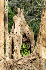 Fototapeta premium Dry wood during the dry season