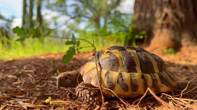 Slow Crawling Land Tortoise Moving Through Dry Soil and Grass Natural Habitat Wildlife Close Up