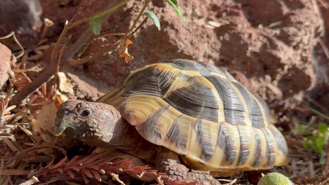 Slow Crawling Land Tortoise Moving Through Dry Soil and Grass Natural Habitat Wildlife Close Up