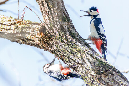 アカゲラ, キツツキ科,
繁殖期でオスがメスを追いかけて飛び回っている。
秋ヶ瀬公園埼玉県さいたま市 - 2026 
（英名学名：Great Spotted Woodpecker, Dendrocopos major）
