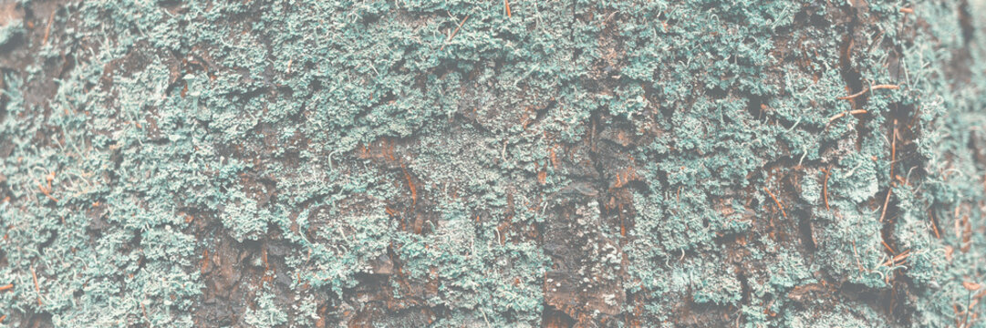 Trunk of a spruce tree covered with green lichen. Wood texture. Tree bark closeup. Wild northern forest. Nordic woodland. Natural background.