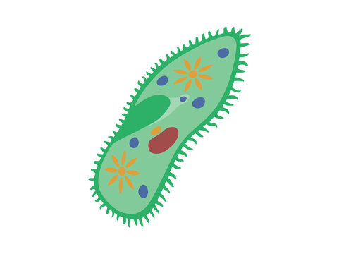 Paramecium Protozoa Illustration
