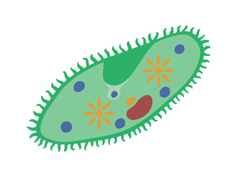 Paramecium Protozoa Clip Art Illustration