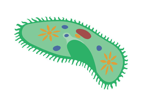Hand Drawn Paramecium Protozoa Illustration