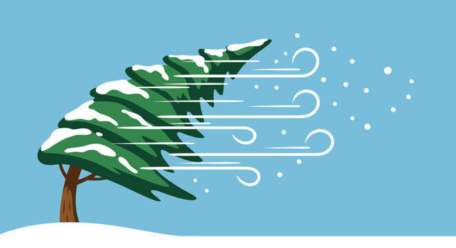 Illustration d'un sapin enneig&eacute; pli&eacute; par un vent violent lors d'une temp&ecirc;te de neige hivernale sur un fond bleu clair minimaliste.