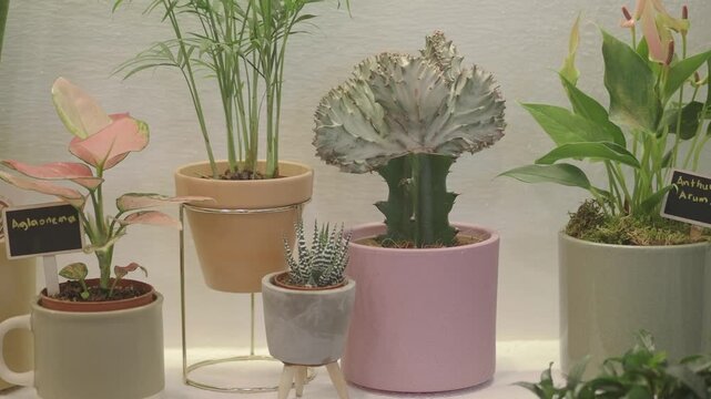 Indoor plants display in a shop setting at noon