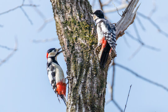 アカゲラ, キツツキ科,
繁殖期でオスがメスを追いかけて飛び回っている。
秋ヶ瀬公園埼玉県さいたま市 - 2026 
（英名学名：Great Spotted Woodpecker, Dendrocopos major）