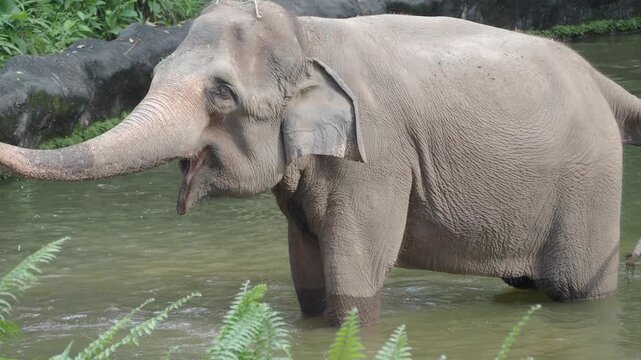 Elephant plays in water at local zoo in afternoon sun