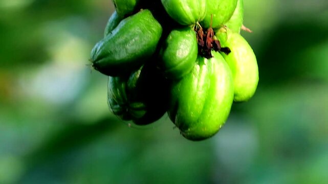 South Indian Puli fruit on tree