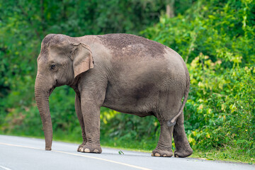 Fototapeta premium Its body is gray, its snout is called the trunk. The trunk of the Asian elephant has only one beak. Nakhon Ratchasima, Thailand.