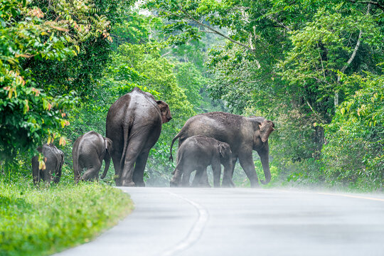 Its body is gray, its snout is called the trunk. The trunk of the Asian elephant has only one beak. Nakhon Ratchasima, Thailand.
