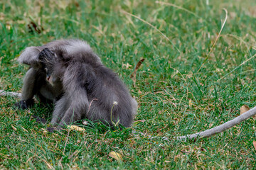 Obraz premium Dusky Langur, Spectacled Langur Southern langur The body color is gray, hands, feet black, face dark gray or gray black. The area around the eyes is white. similar to wearing glasses. 