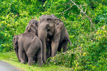 Obraz premium Its body is gray, its snout is called the trunk. The trunk of the Asian elephant has only one beak. Nakhon Ratchasima, Thailand.