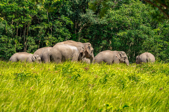 Its body is gray, its snout is called the trunk. The trunk of the Asian elephant has only one beak. Nakhon Ratchasima, Thailand.