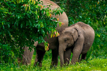 Fototapeta premium Its body is gray, its snout is called the trunk. The trunk of the Asian elephant has only one beak. Nakhon Ratchasima, Thailand.