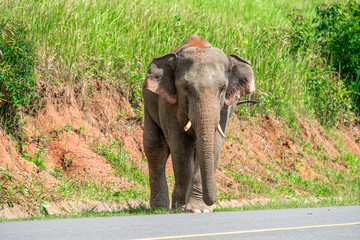 Obraz premium Its body is gray, its snout is called the trunk. The trunk of the Asian elephant has only one beak. Nakhon Ratchasima, Thailand.